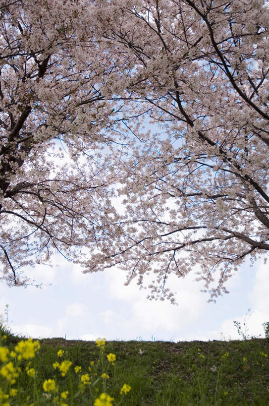 无人,竖图,室外,白天,仰视,草地,草坪,植物,樱花,许多,盛开,云,云朵,樱花树,花蕾,云彩,草,花,花瓣,花朵,鲜花,树,树木,粉色,蓝色,绿色,白云,蓝天,天空,自然,天,花苞,花蕊,生长,晴朗,成长,仙樱花,福岛樱,青肤樱,晴空,荆桃,彩图,低角度拍摄