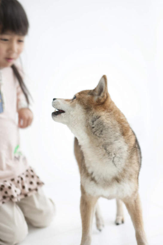 东方人,儿童,一个人,蹲,竖图,室内,白天,白色背景,正面,纯洁,宠物,狗,亚洲,仅一个男性,仅一个人,一条,柴犬,黄种人,小孩,动物,仅一个小孩,可爱,童年,童趣,摄影,影棚,日本柴犬,童真,烂漫,无邪,忠诚,西巴犬,天真,男孩,男人,男性,亚洲人,孩子,犬,蹲着,半身,彩图,影棚拍摄,拍摄,男生