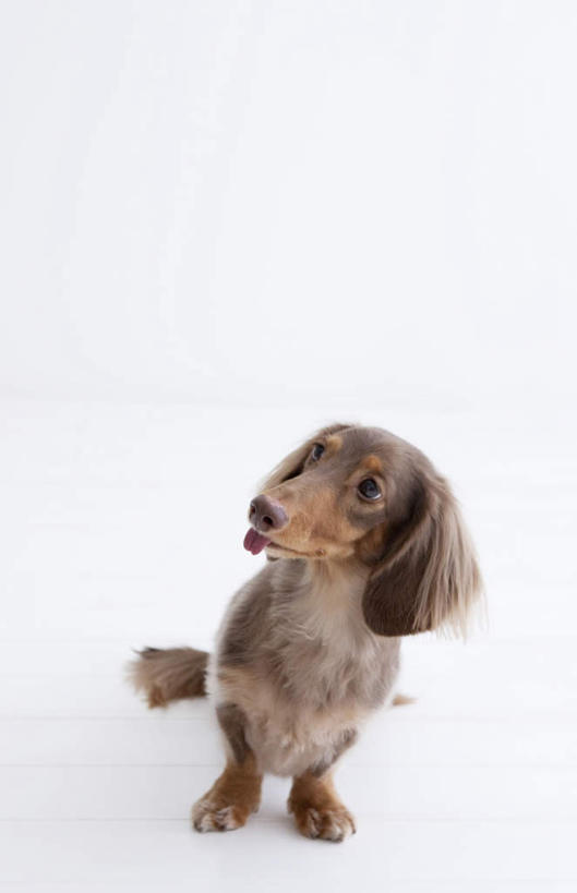 无人,坐,竖图,俯视,室内,白天,白色背景,宠物,狗,腊肠犬,棕色,迷你腊肠犬,吐舌头,一只,动物,伸舌头,鬼脸,吐舌,可爱,摄影,影棚,忠诚,迷你腊肠狗,犬,坐着,彩图,高角度拍摄,全身,影棚拍摄,拍摄