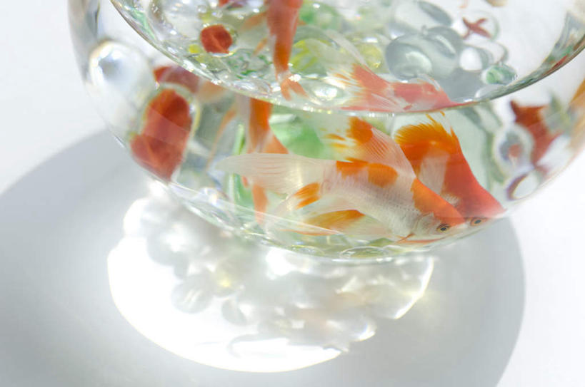 无人,横图,俯视,室内,白天,水,玻璃,许多,金鱼,鱼,液体,鱼缸,鱼类,玻璃制品,红色,观赏鱼,金鲫鱼,彩图,高角度拍摄,全身