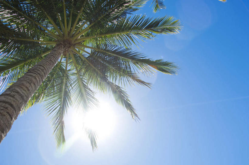 无人,横图,室外,特写,白天,仰视,旅游,度假,美景,太阳,植物,棕榈树,叶子,一棵,阴影,梦幻,发光,光束,光线,影子,景观,绿叶,光亮,光芒,娱乐,树,树木,蓝色,绿色,蓝天,天空,阳光,自然,天,享受,休闲,闪耀,嫩叶,景色,放松,生长,晴朗,成长,未来,发亮,自然风光,照耀,憧憬,棕榈叶,万里无云,叶,叶片,晴空,晴空万里,彩图,低角度拍摄