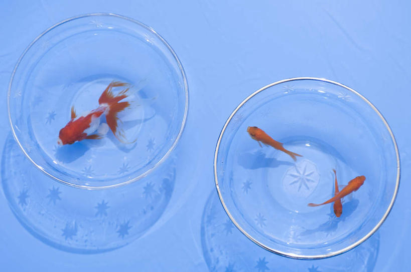 游泳,无人,横图,俯视,室内,特写,白天,水,桌面,桌子,玻璃,阴影,蓝色背景,反射,金鱼,鱼,液体,影子,水滴,鱼缸,鱼类,玻璃制品,红色,四条,摄影,影棚,游动,观赏鱼,金鲫鱼,彩图,高角度拍摄,全身,影棚拍摄,拍摄