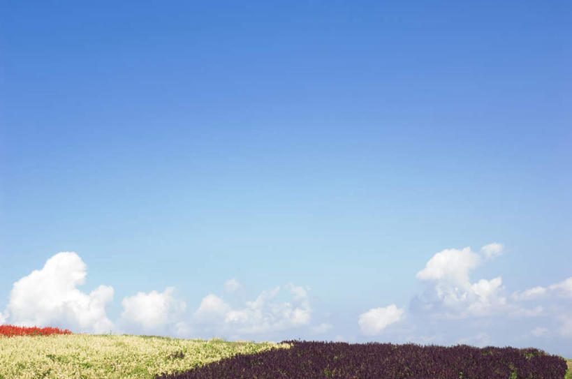 无人,横图,室外,白天,正面,旅游,度假,花海,花圃,美景,植物,叶子,许多,盛开,景观,云,云朵,褐色,棕色,绿叶,花蕾,云彩,娱乐,花,花瓣,花朵,花卉,鲜花,红色,蓝色,绿色,白云,蓝天,天空,自然,花丛,花田,天,花苞,花蕊,享受,休闲,嫩叶,景色,放松,生长,晴朗,成长,自然风光,琴柱草,叶,叶片,晴空,彩图