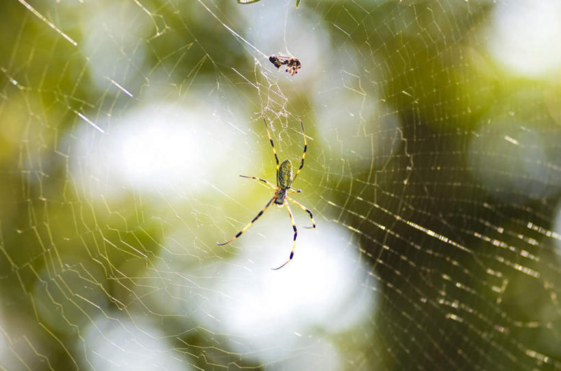 无人,站,横图,室外,特写,白天,正面,朦胧,模糊,昆虫,蜘蛛,蜘蛛网,网,注视,一只,动物,观察,看,站着,观看,察看,八脚螅,关注,节肢动物,益虫,蛛网,波丝,捕杀,猎取,站立,彩图,全身