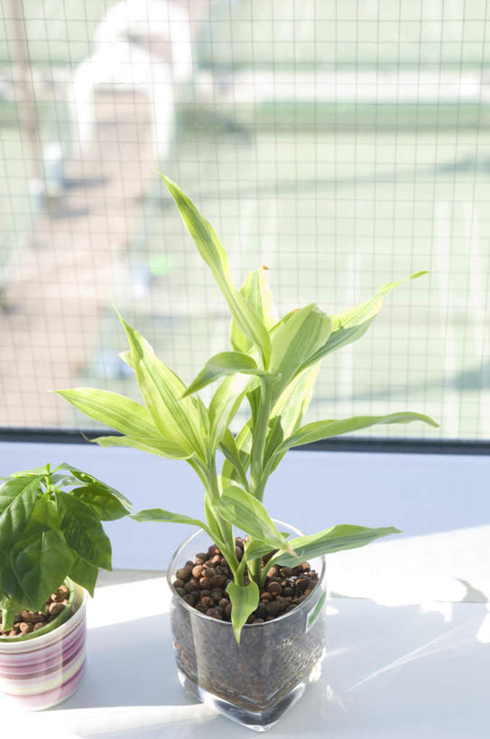 无人,竖图,俯视,室内,特写,白天,植物,窗户,阴影,光线,盆栽,影子,盆景,两盆,玻璃窗,绿色,阳光,自然,生长,成长,彩图,高角度拍摄