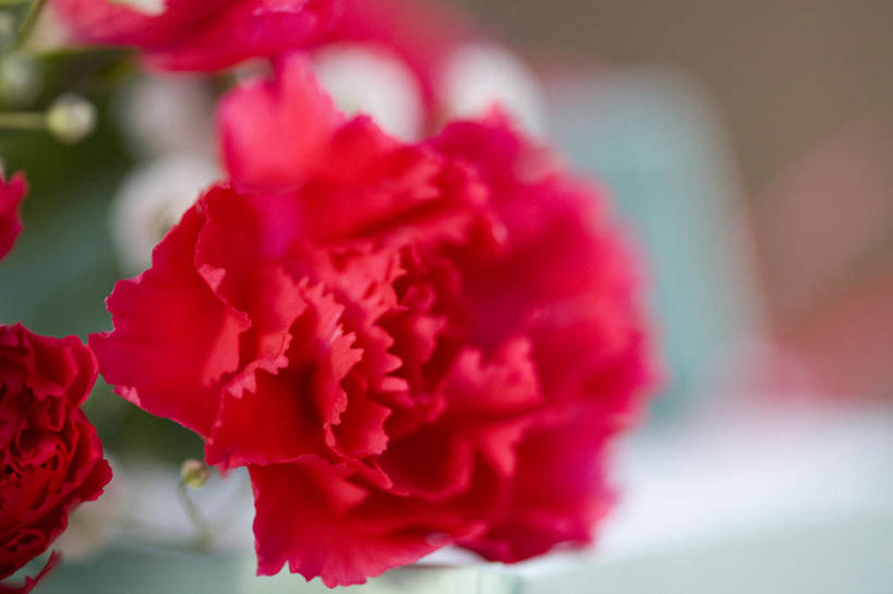 无人,横图,室内,特写,白天,正面,纯洁,植物,康乃馨,母亲节,许多,节日,朦胧,模糊,庆祝,盛开,文化,满天星,花,花瓣,花朵,花卉,鲜花,红色,花蕊,庆典,清纯,关怀,纪念,霞草,丝石竹,思恋,真爱,麝香石竹,石竹,香石竹,彩图,配角