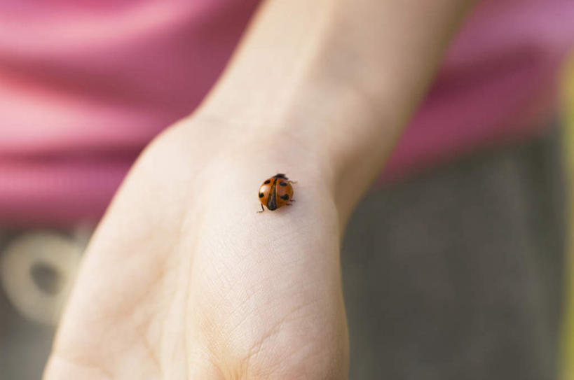 东方人,手,手腕,一个人,站,横图,俯视,室外,特写,白天,瓢虫,亚洲,仅一个年轻女性,仅一个女性,仅一个人,朦胧,模糊,昆虫,斑点,黄种人,动物,站着,手部,单手,益虫,年轻女性,女人,女性,亚洲人,七星瓢虫,花大姐,站立,半身,彩图,高角度拍摄