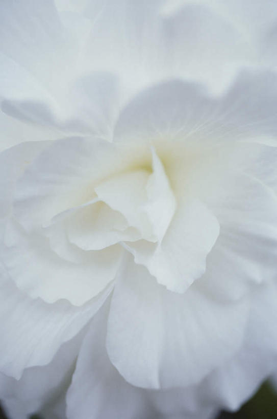 无人,竖图,俯视,室外,特写,白天,牡丹花,盛开,花蕾,花,花瓣,花朵,鲜花,一朵,白色,花苞,花蕊,富贵,鼠姑,鹿韭,白茸,百雨金,浓情,圆满,富贵花,洛阳花,牡丹,木芍药,芍药,彩图,高角度拍摄