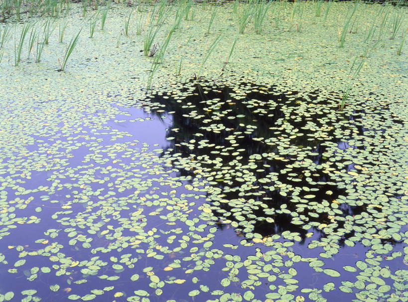 无人,横图,室外,白天,正面,旅游,度假,美景,水,叶子,日本,亚洲,许多,漂浮,平静,散落,景观,水面,水草,绿叶,娱乐,自然,享受,休闲,嫩叶,景色,放松,自然风光,东亚,本州,本州岛,日本国,东北地方,福岛,福岛县,叶,叶片,彩图