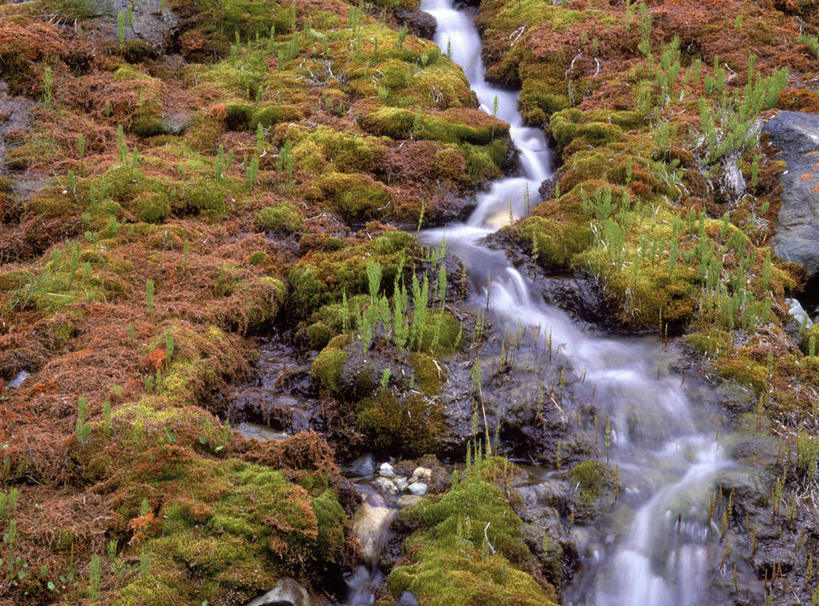 无人,横图,俯视,室外,白天,旅游,度假,河流,美景,秋季,水,植物,加拿大,湍急,河水,景观,水流,苔藓,娱乐,红色,绿色,自然,享受,休闲,景色,放松,北美,北美洲,自然风光,美洲,阿尔伯塔省,阿尔伯塔,北亚美利加洲,亚美利加洲,艾伯塔,艾伯塔省,秋,秋天,彩图,高角度拍摄
