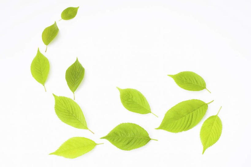 无人,横图,俯视,室内,特写,白天,白色背景,叶子,许多,条纹,弯曲,散落,纹理,绿叶,弧形,弧度,嫩叶,摄影,影棚,肌理,叶,叶片,叶脉,彩图,高角度拍摄,影棚拍摄,拍摄