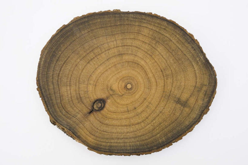 无人,横图,俯视,室内,特写,白天,白色背景,植物,许多,切开,重叠,环绕,围绕,螺旋,树桩,年轮,排列,切,摄影,影棚,队列,圆木,螺纹,切面,彩图,高角度拍摄,影棚拍摄,拍摄