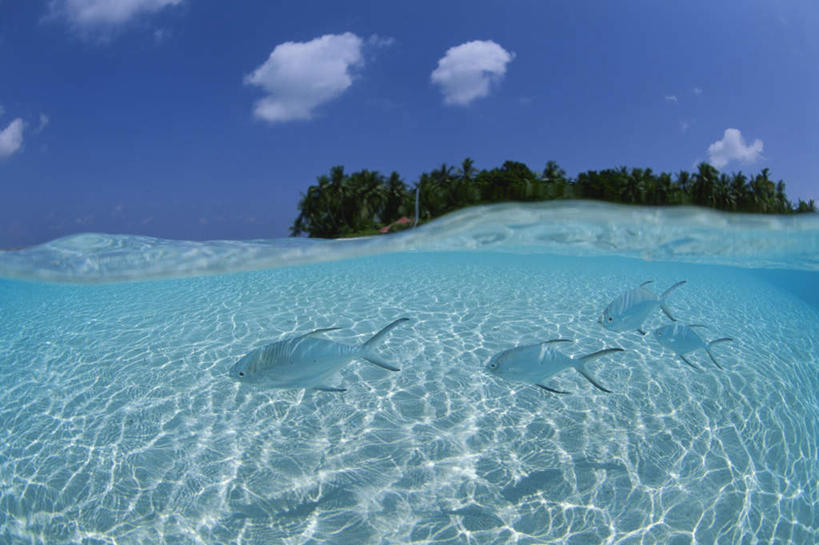 海鲜,无人,横图,室外,白天,正面,旅游,度假,海浪,海洋,美景,树林,植物,马尔代夫,亚洲,波纹,鱼,景观,浪花,涟漪,娱乐,水产,鱼类,海洋生物,树,树木,蓝色,绿色,蓝天,水纹,天空,自然,海水,波浪,天,享受,休闲,景色,放松,生长,晴朗,成长,自然风光,水生动物,海产品,南亚,水生物,海景,海底动物,万里无云,水晕,马尔代夫共和国,大海,风浪,海,海水的波动,近岸浪,涌浪,晴空,晴空万里,彩图,全身