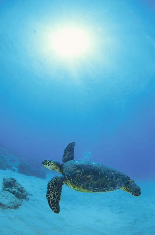 游泳,无人,游泳池,竖图,室外,白天,仰视,旅游,度假,岛屿,海底,水下,美景,太阳,龟,夏威夷,美国,珊瑚,景观,水底,注视,娱乐,珊瑚礁,海洋生物,一只,阳光,自然,观察,看,享受,休闲,健康,景色,放松,游,海底世界,观看,察看,北美,北美洲,关注,自然风光,水生动物,坚定,美洲,水生物,海底动物,海底礁,夏威夷岛,夏威夷州,爱洛哈之州,北亚美利加洲,亚美利加洲,长寿,大岛,泅水,拍浮,海床,礁,列岛,群岛,岩石,诸岛,海龟,彩图,低角度拍摄,全身