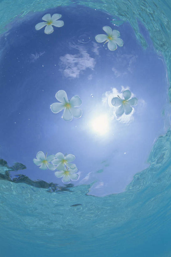 无人,竖图,室外,白天,仰视,旅游,度假,美景,马尔代夫,亚洲,许多,阴影,盛开,光线,影子,景观,云,云朵,花蕾,云彩,娱乐,赤素馨花,花,花瓣,花朵,鲜花,蓝色,白云,蓝天,天空,阳光,自然,天,花苞,花蕊,享受,休闲,景色,放松,晴朗,自然风光,南亚,蛋黄花,鸡蛋花,缅栀花,马尔代夫共和国,晴空,彩图,低角度拍摄