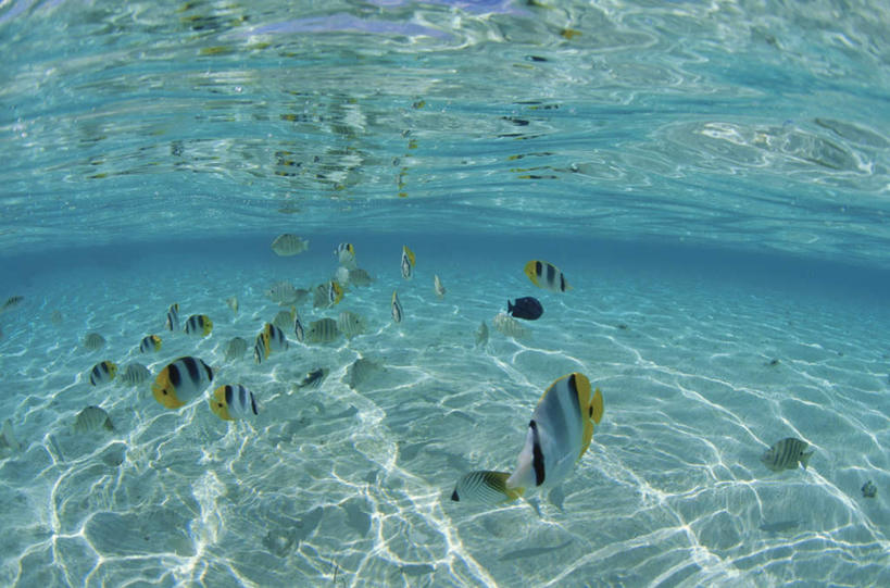 无人,横图,俯视,室外,白天,旅游,度假,海底,水下,美景,热带鱼,鱼,景观,水底,娱乐,鱼类,海洋生物,自然,享受,休闲,景色,放松,海底世界,自然风光,水生动物,大洋洲,水生物,蝴蝶鱼,海底动物,塔希提岛,法属波利尼西亚,社会群岛,大溪地,法属玻利尼西亚,塔西提岛,海床,彩图,高角度拍摄,全身