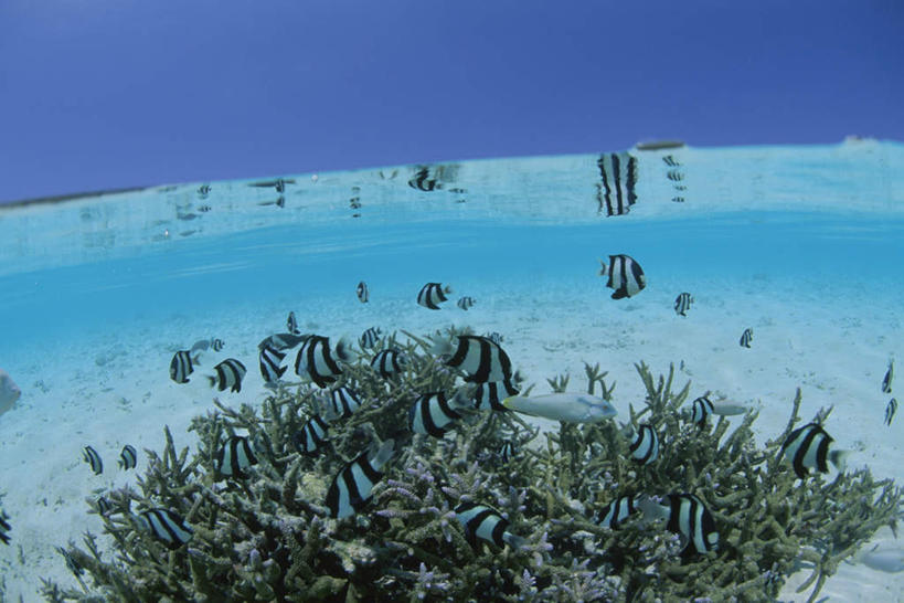 海鲜,无人,横图,室外,白天,正面,旅游,度假,海底,水下,美景,热带鱼,马尔代夫,亚洲,许多,阴影,光线,珊瑚,影子,景观,水底,娱乐,珊瑚礁,水产,海洋生物,一个,白色,黑色,阳光,自然,享受,休闲,景色,放松,海底世界,单个,雀鲷,自然风光,水生动物,海产品,南亚,水生物,海底动物,海底礁,马尔代夫共和国,观赏鱼,海床,礁,岩石,彩图