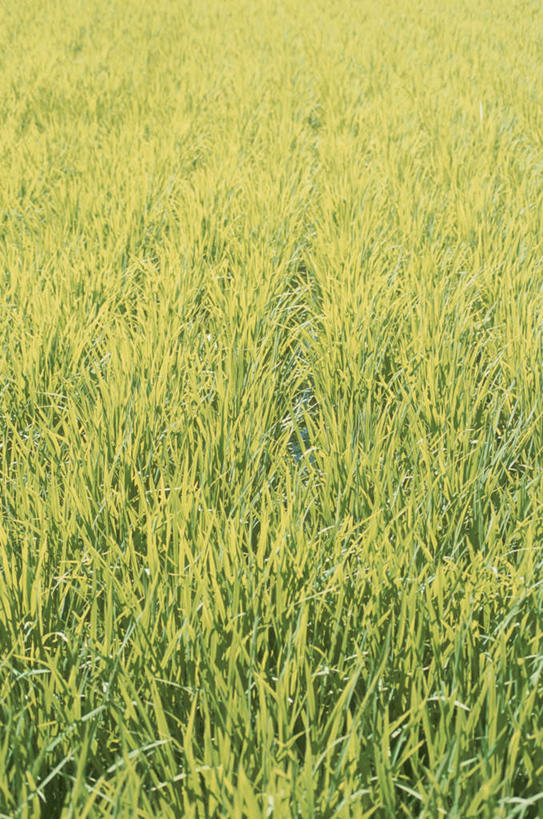 无人,农田,竖图,室外,白天,正面,农业,庄稼,农作物,草地,草坪,美景,植物,阴影,光线,影子,稻田,景观,草,绿色,阳光,自然,景色,自然风光,彩图,耕地,庄稼田