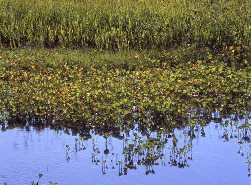 无人,横图,俯视,室外,白天,旅游,度假,草地,草坪,河流,美景,水,植物,日本,亚洲,河水,景观,水流,娱乐,草,绿色,自然,享受,休闲,景色,放松,自然风光,东亚,本州,本州岛,日本国,东北地方,山形,山形县,彩图,高角度拍摄