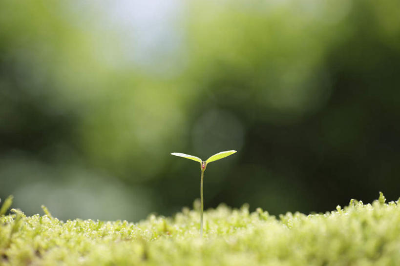 无人,横图,室外,特写,白天,正面,旅游,度假,美景,植物,朦胧,模糊,景观,娱乐,幼苗,绿色,自然,享受,休闲,景色,放松,生长,成长,生机,希望,自然风光,灵动,彩图