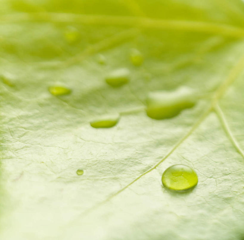 无人,横图,室内,特写,白天,正面,美景,水,叶子,朦胧,模糊,液体,景观,水滴,绿叶,水珠,自然,露珠,嫩叶,景色,生机,自然风光,灵动,叶,叶片,彩图