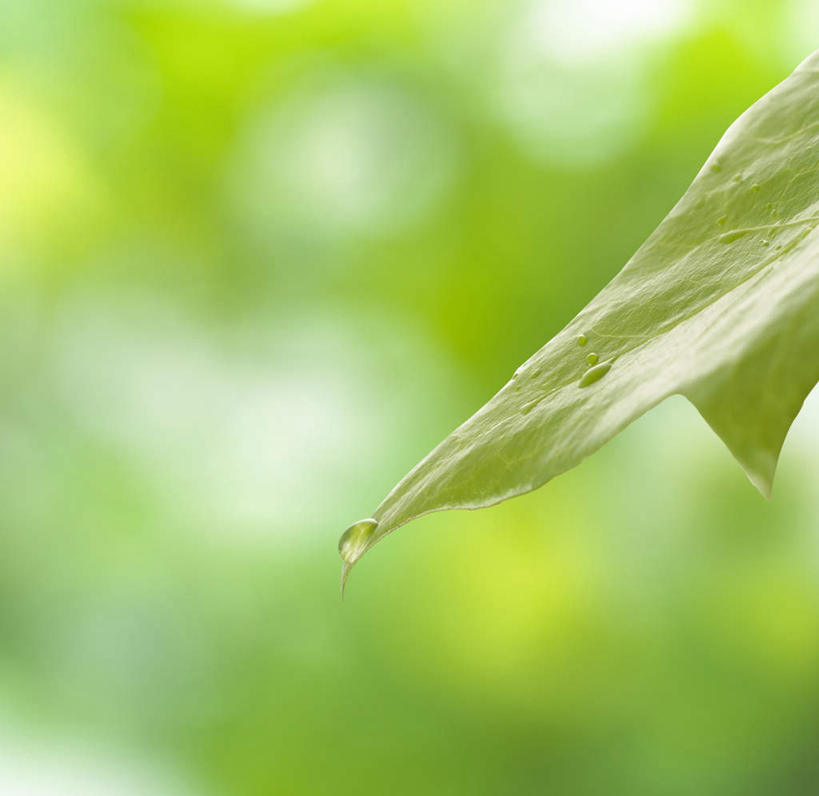 无人,横图,室外,特写,白天,正面,美景,水,植物,叶子,一片,朦胧,模糊,液体,景观,水滴,绿叶,绿色,自然,嫩叶,景色,生机,自然风光,灵动,叶,叶片,彩图
