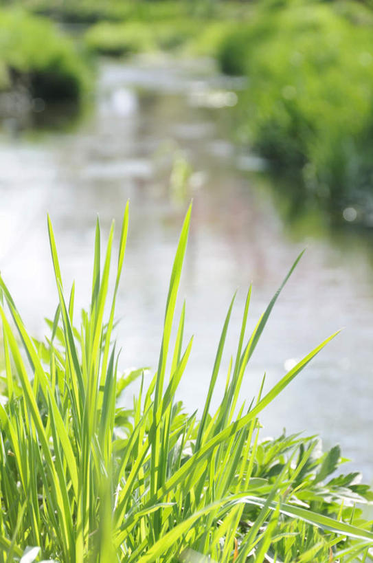 无人,竖图,室外,白天,正面,旅游,度假,草地,草坪,河流,美景,水,植物,日本,亚洲,朦胧,模糊,河水,景观,水流,娱乐,草,绿色,自然,享受,休闲,景色,放松,自然风光,东亚,本州,本州岛,日本国,中部地方,山梨,山梨县,彩图