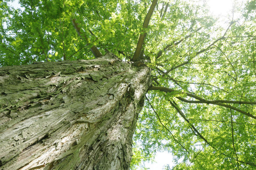 无人,横图,室外,白天,仰视,旅游,度假,美景,植物,神奈川,日本,亚洲,阴影,光线,影子,景观,神奈川县,娱乐,树,树干,树木,绿色,阳光,自然,享受,休闲,景色,放松,生长,成长,自然风光,东亚,本州,关东地方,本州岛,日本国,彩图,低角度拍摄