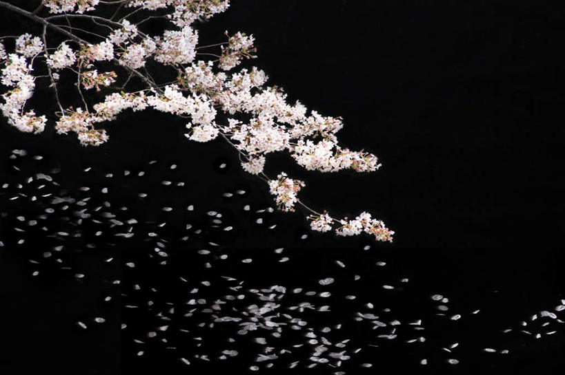 无人,横图,室内,特写,白天,正面,植物,桌面,桌子,樱花,许多,黑色背景,盛开,飘落,花,花瓣,花朵,花卉,鲜花,粉色,花蕊,摄影,影棚,仙樱花,福岛樱,青肤樱,飘拂,荆桃,彩图,影棚拍摄,拍摄