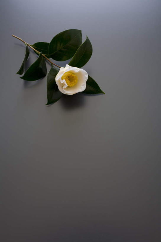 无人,竖图,俯视,室内,特写,白天,植物,桌面,桌子,山茶花,静物,叶子,绿叶,花蕾,花瓣,花朵,花卉,鲜花,一朵,白色,花苞,嫩叶,玉茗花,耐冬,海石榴,茶花,叶,叶片,彩图,高角度拍摄