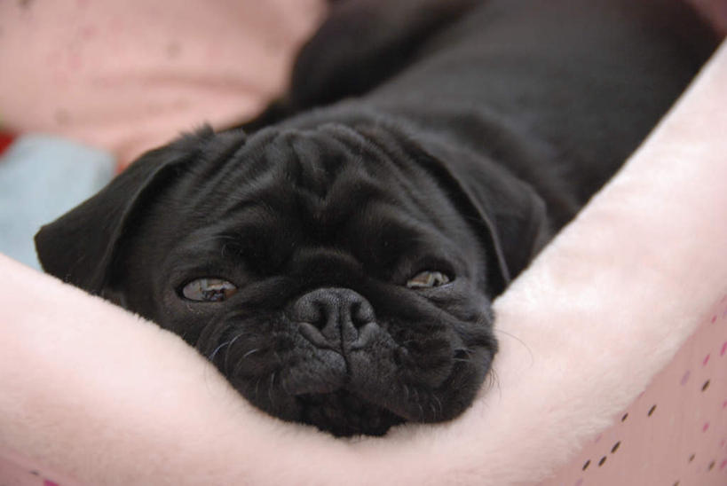 脸,头,脸颊,无人,横图,俯视,室内,特写,白天,宠物,狗,一条,注视,黑色,动物,毛巾,观察,看,趴着,可爱,摄影,哈巴狗,影棚,观看,察看,关注,忠诚,巴哥,巴哥犬,头部,脸部,脸蛋,面部,犬,趴,彩图,高角度拍摄,全身,影棚拍摄,拍摄