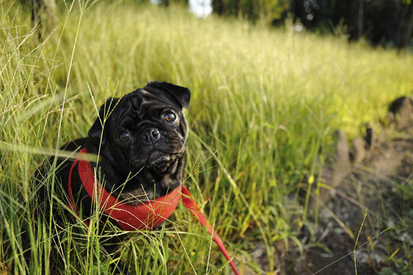 无人,站,横图,俯视,室外,白天,草地,草坪,植物,宠物,狗,一条,阴影,光线,影子,草,红色,绿色,黑色,阳光,动物,绳子,站着,可爱,哈巴狗,绳索,狗链,忠诚,巴哥,巴哥犬,项圈,犬,站立,彩图,高角度拍摄,全身