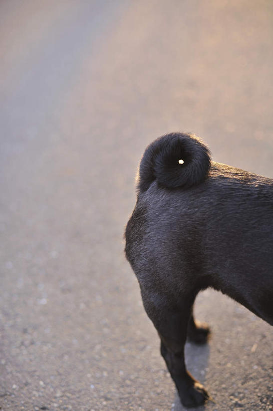 无人,站,竖图,俯视,室外,特写,白天,道路,街道,路,公路,宠物,狗,一条,尾巴,交通,黑色,动物,站着,可爱,哈巴狗,忠诚,巴哥,巴哥犬,马路,犬,站立,半身,彩图,高角度拍摄