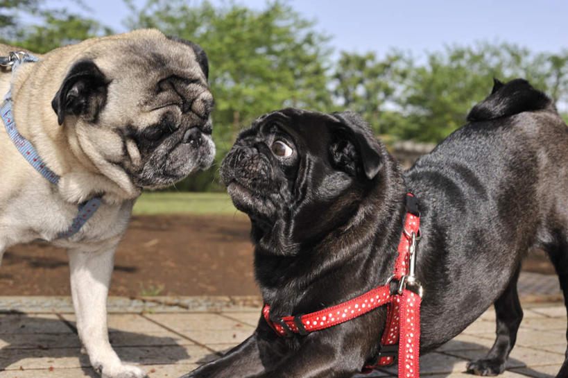 头,无人,站,横图,室外,特写,白天,正面,植物,宠物,狗,两条,阴影,朦胧,模糊,光线,影子,闻,相视,树,树木,红色,绿色,白色,黑色,阳光,自然,动物,绳子,站着,面对面,可爱,哈巴狗,生长,成长,对视,绳索,嗅,相对,狗链,忠诚,相看,巴哥,巴哥犬,头部,项圈,犬,站立,半身,彩图