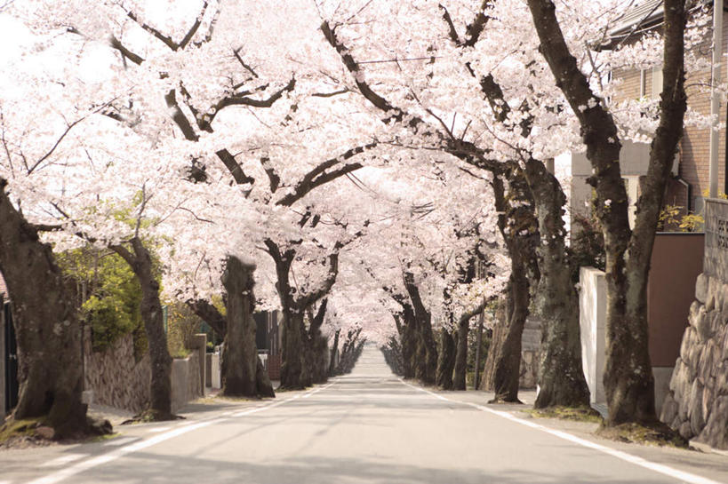 无人,横图,室外,白天,正面,旅游,度假,美景,植物,道路,路,公路,樱花,日本,亚洲,许多,阴影,盛开,光线,影子,景观,交通,花蕾,娱乐,花,花瓣,花朵,鲜花,树,树木,粉色,绿色,阳光,自然,花苞,花蕊,享受,休闲,景色,放松,生长,成长,自然风光,东亚,本州,本州岛,日本国,近畿地方,近畿,兵库,兵库县,仙樱花,福岛樱,青肤樱,马路,荆桃,彩图