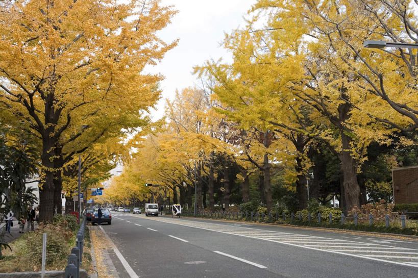 无人,横图,室外,白天,正面,度假,美景,秋季,植物,城市风光,城市,道路,路,公路,汽车,银杏树,神奈川,日本,亚洲,景观,云,云朵,分界线,停车线,交通,神奈川县,云彩,娱乐,车,树,树木,绿色,白云,天空,交通工具,轿车,天,享受,休闲,景色,放松,生长,成长,车行道,车行道分界线,载具,标线,东亚,车行线,本州,关东地方,本州岛,日本国,鸭脚树,秋,秋天,马路,银杏,公孙树,白果,彩图