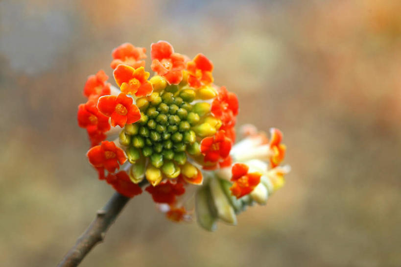 无人,横图,俯视,室外,特写,白天,旅游,度假,美景,植物,东京,日本,亚洲,朦胧,模糊,盛开,景观,娱乐,花,花瓣,花朵,花卉,鲜花,一朵,红色,自然,花蕊,享受,休闲,景色,放松,自然风光,东亚,本州,关东地方,本州岛,日本国,东京都,打结花,结香花,金腰袋,梦冬花,幸运,彩图,高角度拍摄