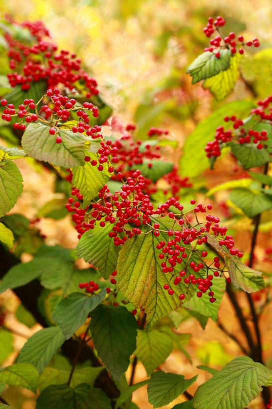 无人,竖图,室外,白天,正面,旅游,度假,草地,草坪,美景,植物,浆果,叶子,许多,阴影,光线,影子,景观,桑葚,桑椹,绿叶,娱乐,草,红色,绿色,阳光,自然,覆盆子,享受,休闲,嫩叶,景色,放松,自然风光,叶,叶片,彩图