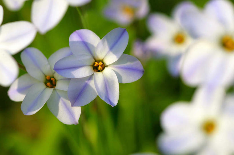 无人,横图,俯视,室外,特写,白天,旅游,度假,美景,百合花,叶子,许多,阴影,朦胧,模糊,盛开,光线,影子,景观,绿叶,花蕾,娱乐,花,花瓣,花朵,鲜花,白色,阳光,自然,花苞,花蕊,享受,休闲,嫩叶,景色,放松,自然风光,强瞿,百合蒜,倒仙,番韭,山丹,叶,叶片,彩图,高角度拍摄