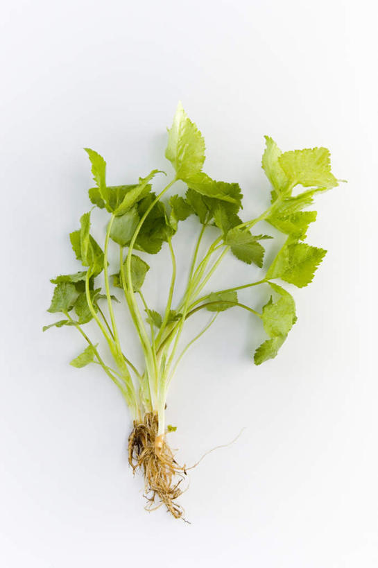 无人,竖图,俯视,室内,特写,白天,白色背景,桌面,芹菜,蔬菜,叶子,阴影,新鲜,光线,影子,食品,绿叶,食物,绿色,阳光,嫩叶,摄影,有机食品,绿色食品,荷兰芹,欧芹,香芹,影棚,法香,巴西利,洋香菜,洋芫荽,法国香菜,旱芹菜,番荽,叶,叶片,彩图,高角度拍摄,影棚拍摄,拍摄