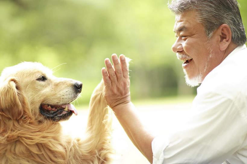 东方人,头发,一个人,坐,举,笑,摸,微笑,露齿笑,横图,室外,白天,侧面,旅游,度假,植物,道路,路,宠物,狗,亚洲,仅一个男性,仅一个人,抚摸,阴影,服装,光线,影子,小路,交通,注视,休闲装,黄种人,娱乐,金毛犬,树,树木,一只,衣服,黄色,绿色,白色,阳光,自然,动物,观察,看,托,张嘴,仅一个老年男性,享受,休闲,休闲服,放松,可爱,抬手,服饰,乡间小路,金毛,生长,成长,观看,察看,关注,寻回犬,张大嘴巴,金毛寻回犬,忠诚,老年男性,男人,男性,亚洲人,张开嘴,犬,触摸,接触,举起,举手,举着,向上举,向上伸,向上托,坐着,半身,彩图