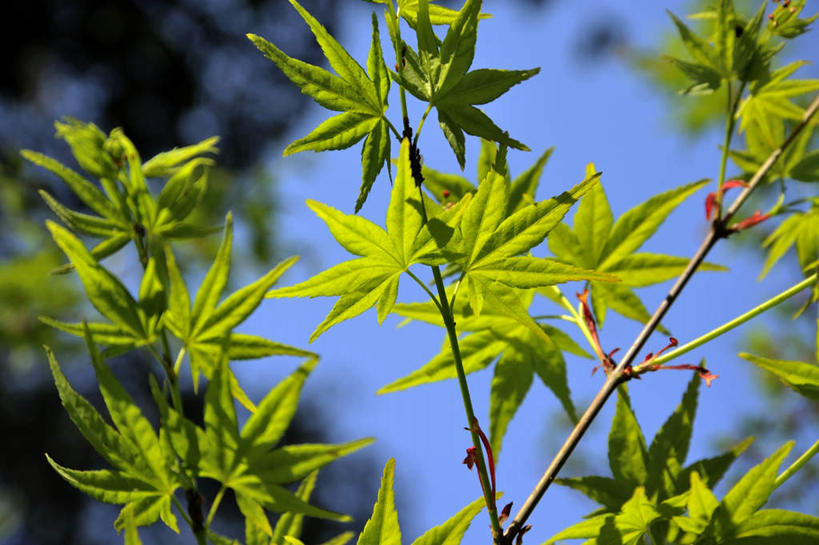 无人,横图,室外,白天,仰视,旅游,度假,美景,森林,树林,植物,叶子,日本,亚洲,阴影,光线,影子,景观,绿叶,娱乐,树,树木,蓝色,绿色,蓝天,天空,阳光,自然,天,享受,休闲,嫩叶,景色,放松,大阪,生长,晴朗,成长,自然风光,东亚,本州,万里无云,大阪府,本州岛,日本国,近畿地方,近畿,槭树,鸡爪槭,叶,叶片,晴空,晴空万里,鸡爪枫,彩图,低角度拍摄