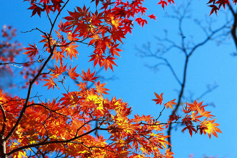 无人,横图,室外,白天,仰视,旅游,度假,美景,树林,植物,叶子,东京,日本,亚洲,阴影,光线,影子,景观,枫叶,枯叶,落叶,娱乐,树,树木,黄色,红色,蓝色,绿色,蓝天,天空,阳光,自然,天,享受,休闲,景色,放松,生长,晴朗,成长,枫树叶,自然风光,东亚,本州,万里无云,关东地方,本州岛,日本国,东京都,槭树,鸡爪槭,叶,叶片,晴空,晴空万里,鸡爪枫,彩图,低角度拍摄