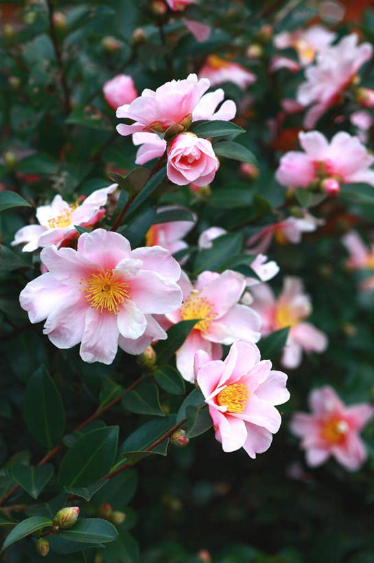 无人,竖图,俯视,室外,白天,旅游,度假,美景,山茶花,叶子,东京,日本,亚洲,许多,阴影,盛开,光线,影子,景观,绿叶,花蕾,娱乐,花,花瓣,花朵,鲜花,粉色,阳光,自然,花苞,花蕊,享受,休闲,嫩叶,景色,放松,自然风光,东亚,本州,关东地方,本州岛,日本国,东京都,玉茗花,耐冬,海石榴,茶花,叶,叶片,彩图,高角度拍摄