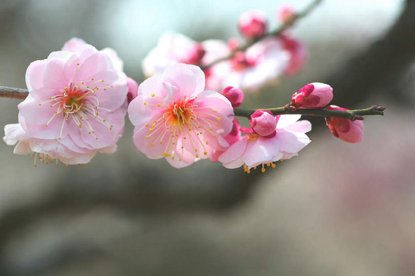 无人,横图,俯视,室外,特写,白天,旅游,度假,美景,植物,东京,日本,亚洲,许多,阴影,朦胧,模糊,盛开,光线,影子,景观,梅花,花蕾,娱乐,花,花瓣,花朵,鲜花,树,树木,粉色,绿色,阳光,自然,花苞,花蕊,享受,休闲,景色,放松,生长,成长,自然风光,东亚,本州,关东地方,本州岛,日本国,东京都,彩图,高角度拍摄