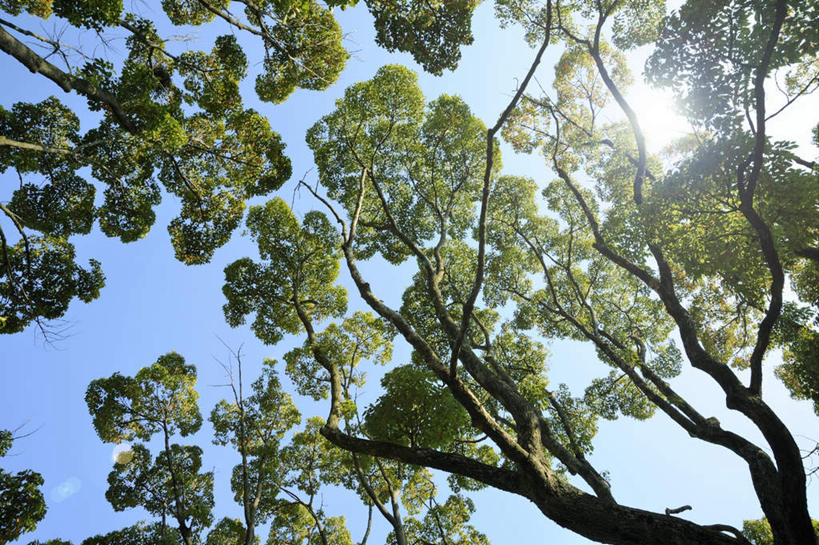 无人,横图,室外,白天,仰视,旅游,度假,美景,植物,日本,亚洲,阴影,光线,影子,景观,娱乐,树,树木,蓝色,绿色,蓝天,天空,阳光,自然,天,享受,休闲,景色,放松,大阪,生长,晴朗,成长,自然风光,东亚,本州,万里无云,大阪府,本州岛,日本国,近畿地方,近畿,晴空,晴空万里,彩图,低角度拍摄