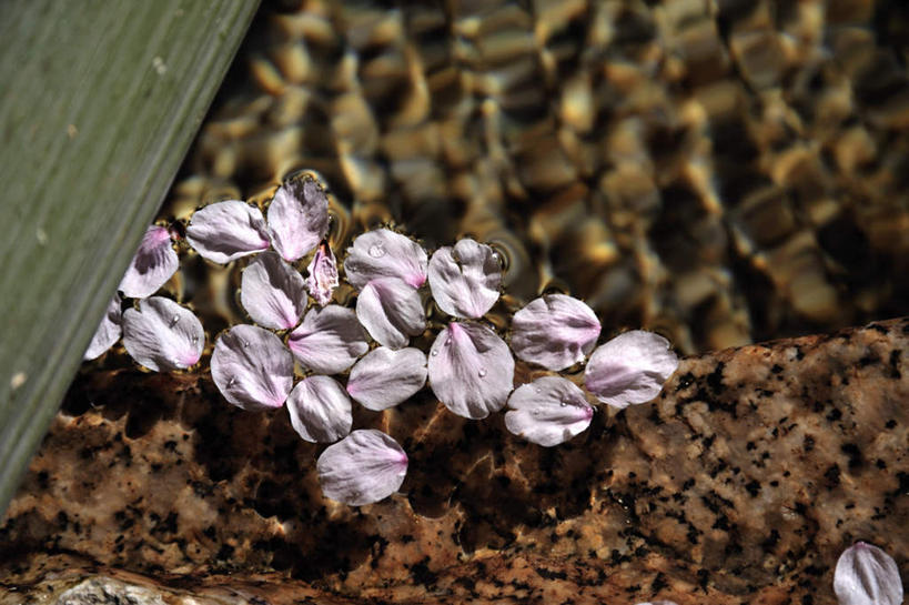 无人,横图,俯视,室外,特写,白天,旅游,度假,樱花,阴影,朦胧,模糊,盛开,光线,影子,泥土,土壤,褐色,花蕾,娱乐,花,花瓣,花朵,鲜花,粉色,阳光,花苞,花蕊,享受,休闲,放松,仙樱花,福岛樱,青肤樱,荆桃,彩图,高角度拍摄