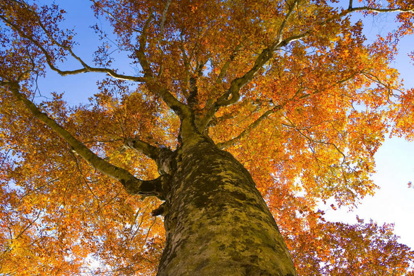 无人,横图,室外,白天,仰视,旅游,度假,美景,植物,叶子,日本,亚洲,阴影,光线,影子,景观,绿叶,娱乐,树,树木,黄色,蓝色,绿色,蓝天,天空,阳光,自然,天,享受,休闲,嫩叶,景色,放松,生长,成长,自然风光,东亚,本州,本州岛,日本国,青森,青森县,东北地方,山毛榉树,叶,叶片,彩图,低角度拍摄