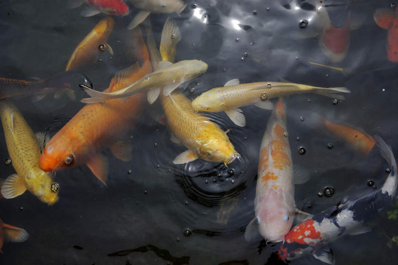 无人,横图,俯视,室外,白天,许多,阴影,波纹,光线,金鱼,鱼,影子,水面,鱼类,黄色,倒影,水纹,阳光,波浪,橙色,游动,倒映,观赏鱼,金鲫鱼,反照,彩图,高角度拍摄