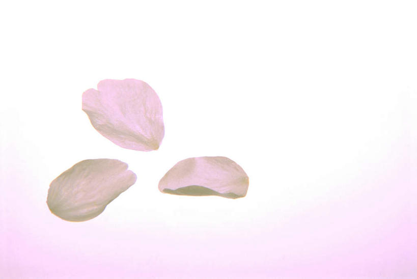 无人,横图,俯视,室内,特写,白天,桌面,樱花,三朵,阴影,盛开,反射,影子,花蕾,花,花瓣,花朵,鲜花,粉色,白色,花苞,花蕊,摄影,影棚,仙樱花,福岛樱,青肤樱,荆桃,彩图,高角度拍摄,影棚拍摄,拍摄